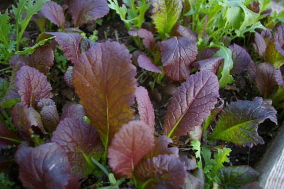 MOSTAZA ROJA  sobre 50g